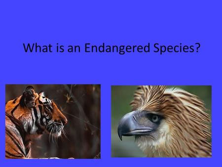 What is an Endangered Species?. What is an endangered species? A species that is at risk of extinction A species with a small or declining population,