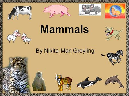 Mammals By Nikita-Mari Greyling. My name is Nikita-Mari and I am in Gr 3. I’ve learnt different things about mammals and I’d like to tell you about them.