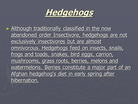 Hedgehogs ► Although traditionally classified in the now abandoned order Insectivore, hedgehogs are not exclusively insectivores but are almost omnivorous.