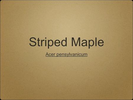 Striped Maple Acer pensylvanicum.