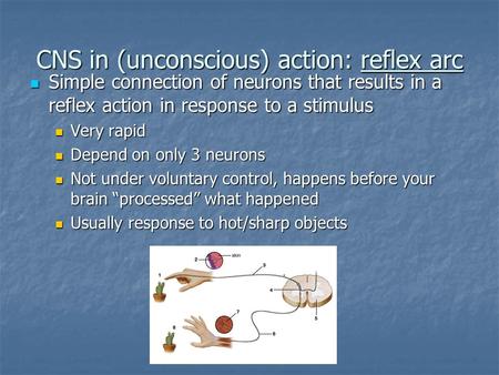 CNS in (unconscious) action: reflex arc