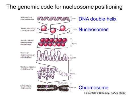The genomic code for nucleosome positioning DNA double helix Nucleosomes Chromosome Felsenfeld & Groudine, Nature (2003)