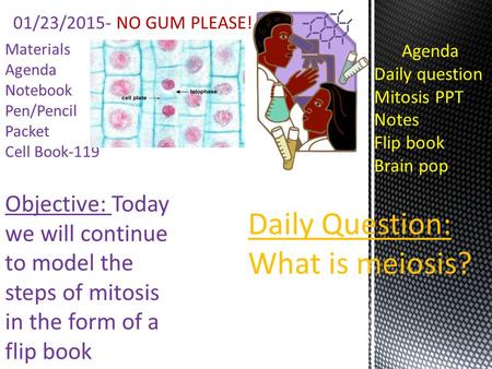 Objective: Today we will continue to model the steps of mitosis in the form of a flip book Materials Agenda Notebook Pen/Pencil Packet Cell Book-119 01/23/2015-