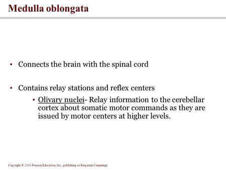 Copyright © 2004 Pearson Education, Inc., publishing as Benjamin Cummings Connects the brain with the spinal cord Contains relay stations and reflex centers.