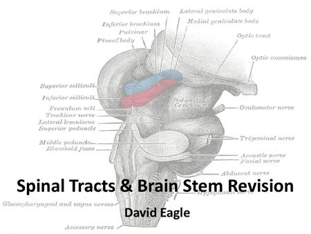 Spinal Tracts & Brain Stem Revision