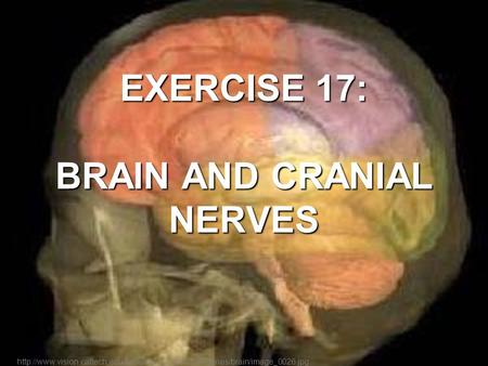 EXERCISE 17: BRAIN AND CRANIAL NERVES