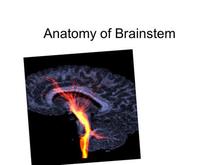 Anatomy of Brainstem. Anatomy of derivative of the Metencephalon and Mesencephalon.