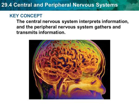 29.4 Central and Peripheral Nervous Systems KEY CONCEPT The central nervous system interprets information, and the peripheral nervous system gathers and.