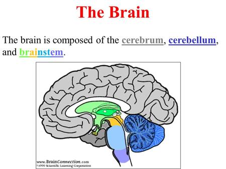 The Brain The brain is composed of the cerebrum, cerebellum, and brainstem.