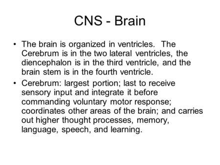 CNS - Brain The brain is organized in ventricles. The Cerebrum is in the two lateral ventricles, the diencephalon is in the third ventricle, and the brain.