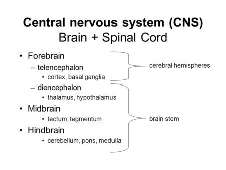 Central nervous system (CNS) Brain + Spinal Cord