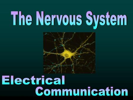 Main Function: This communication system controls and coordinates functions throughout the body and responds to internal and external stimuli. Our nervous.