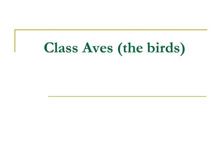Class Aves (the birds). Birds are amniotes who are from the synapsid line of reptilian evolution. They evolved from archosaurian ancestor. Nearest living.