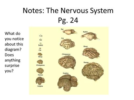 Notes: The Nervous System Pg. 24 Human Body Systems What do you notice about this diagram? Does anything surprise you?