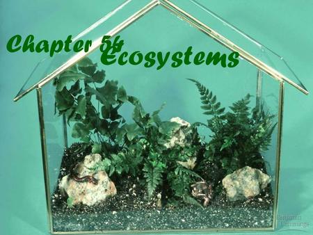 Chapter 54 Ecosystems. An ecosystem consists of all the organisms living in a community as well as all the abiotic factors with which they interact Ecosystems.