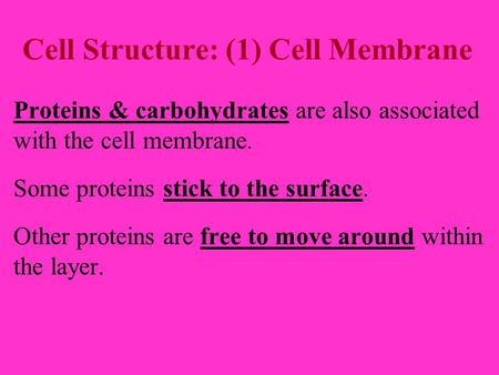 Cell Structure: (1) Cell Membrane Proteins & carbohydrates are also associated with the cell membrane. Some proteins stick to the surface. Other proteins.