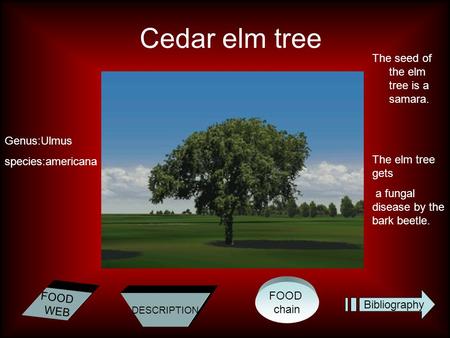 FOOD chain FOOD WEB DESCRIPTION Bibliography Cedar elm tree Genus:Ulmus species:americana The seed of the elm tree is a samara. The elm tree gets a fungal.