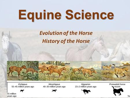 Evolution of the Horse History of the Horse