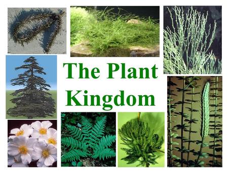 The Plant Kingdom.