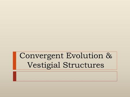 Convergent Evolution & Vestigial Structures. Convergent Evolution  (Comes from the word “converge”)  (“come together” or “meet”)  Produces unrelated.