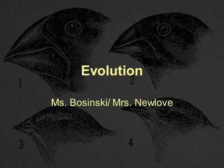 Evolution Ms. Bosinski/ Mrs. Newlove. Evolution Evolution-The process by which species change over time, or become extinct. Species-All the organisms.