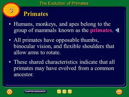 The Evolution of Primates