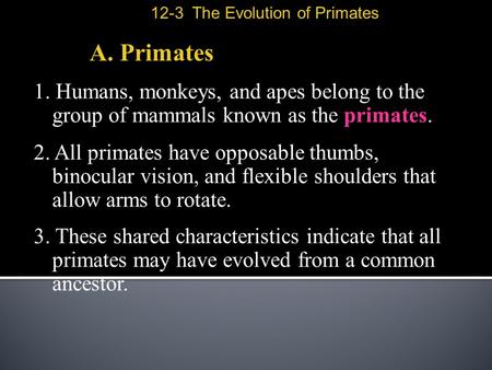 12-3  The Evolution of Primates