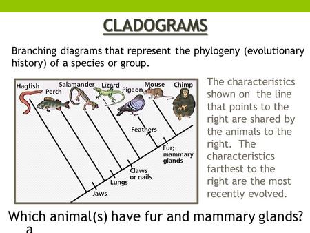 CLADOGRAMS The characteristics shown on the line that points to the right are shared by the animals to the right. The characteristics farthest to the right.