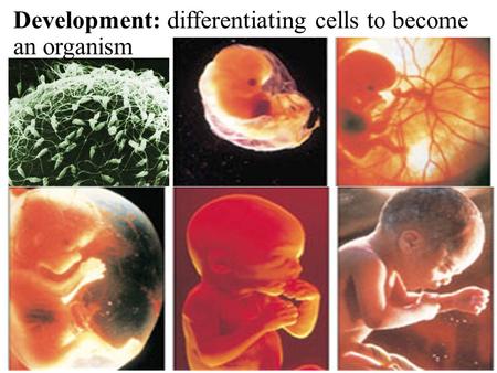 Development: differentiating cells to become an organism.