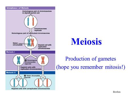 Meiosis Production of gametes (hope you remember mitosis!) Boehm.