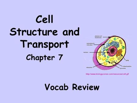 Cell Structure and Transport Chapter 7