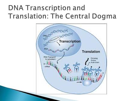 DNA Transcription and Translation: The Central Dogma
