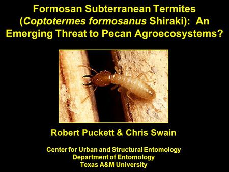 Formosan Subterranean Termites (Coptotermes formosanus Shiraki): An Emerging Threat to Pecan Agroecosystems? Robert Puckett & Chris Swain Center for.