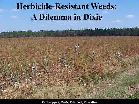 Herbicide-Resistant Weeds: A Dilemma in Dixie Culpepper, York, Steckel, Prostko.