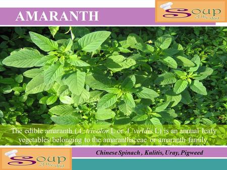 AMARANTH Chinese Spinach, Kulitis, Uray, Pigweed The edible amaranth (A. tricolor L or A. viridis L) is an annual leafy vegetables belonging to the amaranthaceae.