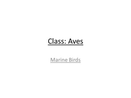 Class: Aves Marine Birds.