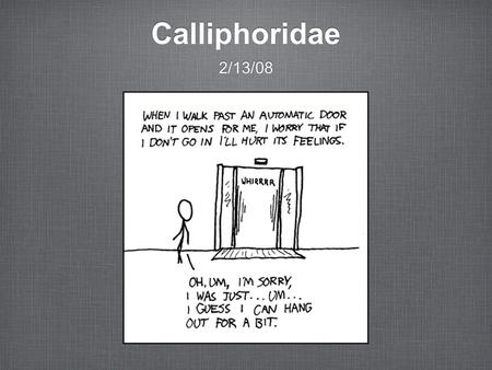 Calliphoridae 2/13/08.