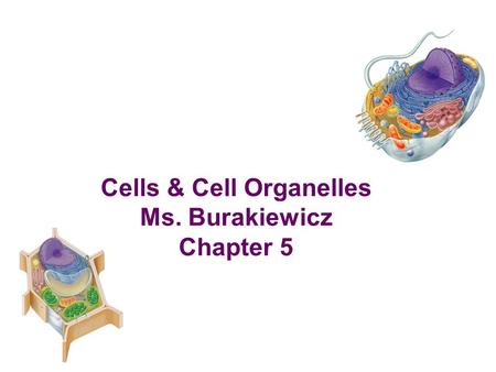 Cells & Cell Organelles Ms. Burakiewicz Chapter 5.