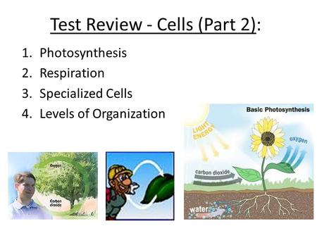 Test Review - Cells (Part 2): 1.Photosynthesis 2.Respiration 3.Specialized Cells 4.Levels of Organization.