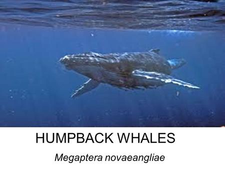 HUMPBACK WHALES Megaptera novaeangliae. Facts adults range in length from 12–16 metres (39–52 ft) and weigh approximately 36,000 kilograms (79,000 lb)