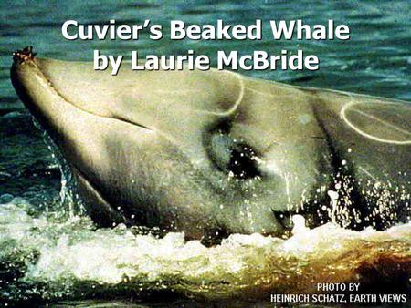 Cuvier’s Beaked Whale by Laurie McBride. Overview Classification Classification Habitat Habitat Physical characteristics Physical characteristics Behavior.