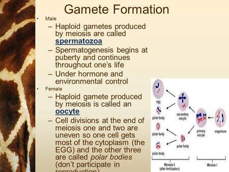 Gamete Formation Male Haploid gametes produced by meiosis are called spermatozoa Spermatogenesis begins at puberty and continues throughout one’s life.