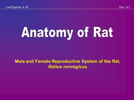 Male and Female Reproductive System of the Rat, Rattus norvegicus
