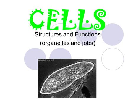 Structures and Functions (organelles and jobs)
