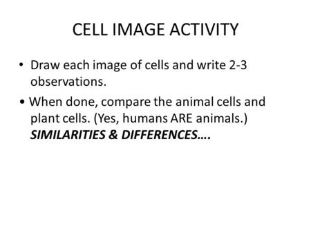 CELL IMAGE ACTIVITY Draw each image of cells and write 2-3 observations. When done, compare the animal cells and plant cells. (Yes, humans ARE animals.)