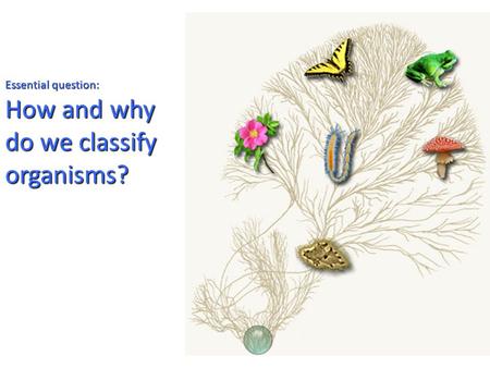 Essential question: How and why do we classify organisms?