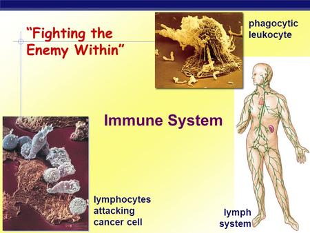 Regents Biology 2006-2007 “Fighting the Enemy Within” Immune System lymphocytes attacking cancer cell phagocytic leukocyte lymph system.