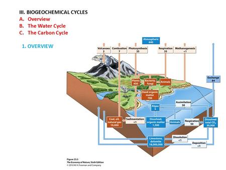 III. BIOGEOCHEMICAL CYCLES A.Overview B.The Water Cycle C.The Carbon Cycle 1. OVERVIEW.