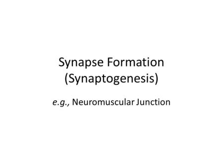 Synapse Formation (Synaptogenesis)