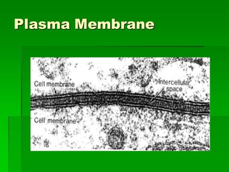 Plasma Membrane. Structure  Phospholipid bi-layer.